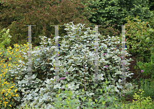 Picture of Fothergilla gardenii 'Blue Shadow'