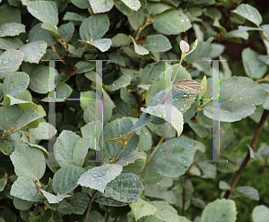 Picture of Fothergilla gardenii 'Blue Shadow'