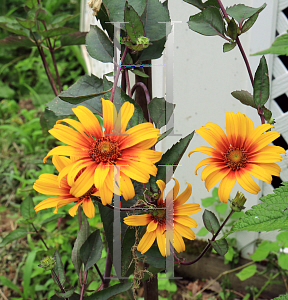 Picture of Heliopsis helianthoides ssp. scabra 'Burning Hearts'