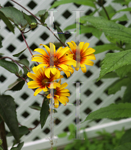 Picture of Heliopsis helianthoides ssp. scabra 'Burning Hearts'