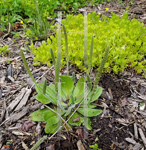 Picture of Plantago lanceolata 