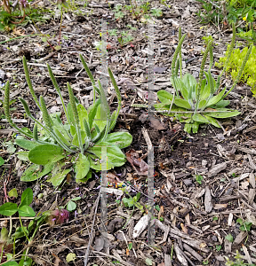 Picture of Plantago lanceolata 