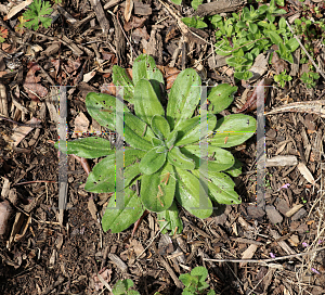 Picture of Plantago lanceolata 