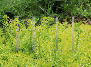 Picture of Sedum reflexum 'Angelina'