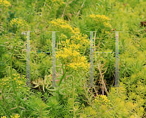 Picture of Sedum reflexum 'Angelina'