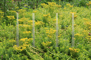 Picture of Sedum reflexum 'Angelina'