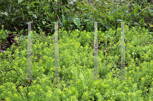 Picture of Sedum reflexum 'Angelina'