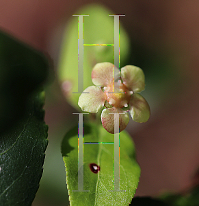 Picture of Euonymus americanus 