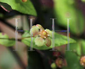 Picture of Euonymus americanus 