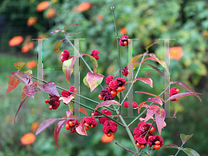 Picture of Euonymus americanus 