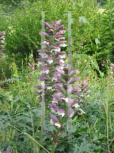 Picture of Acanthus spinosus 