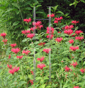 Picture of Monarda didyma 