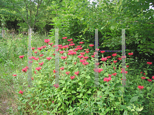 Picture of Monarda didyma 