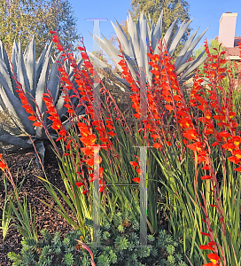 Picture of Gladiolus communis 