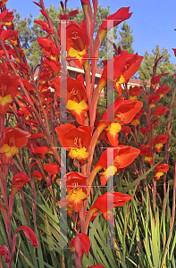 Picture of Gladiolus communis 