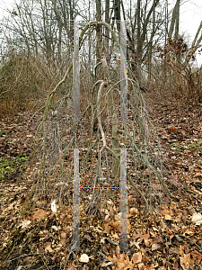 Picture of Acer palmatum 'Ryusen'