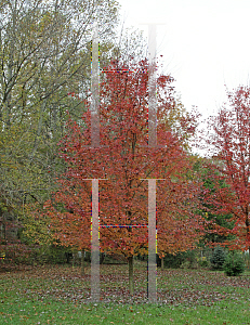 Picture of Acer saccharum 