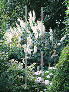 Picture of Aesculus parviflora 