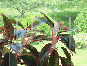 Picture of Aglaonema nitidum 'Siam Aurora'