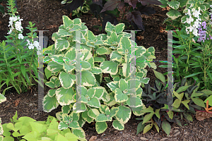 Picture of Plectranthus amboinicus 'Variegatus'