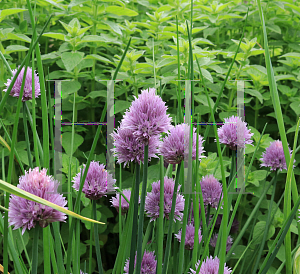 Picture of Allium schoenoprasum 