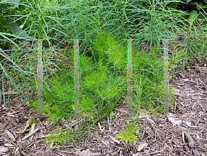 Picture of Amsonia ciliata filifolis var.  'Georgia Pancake'