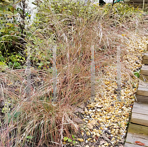 Picture of Andropogon ternarius 'Black Mountain'