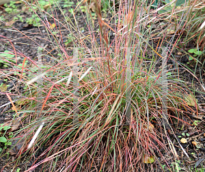 Picture of Andropogon ternarius 'Black Mountain'