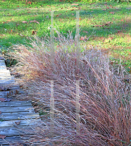 Picture of Andropogon ternarius 'Black Mountain'