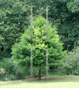 Picture of Taxodium distichum 