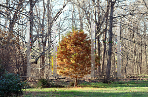 Picture of Taxodium distichum 