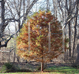 Picture of Taxodium distichum 