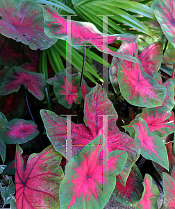 Picture of Caladium bicolor 'Postman Joyner'