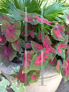 Picture of Caladium bicolor 'Postman Joyner'