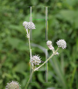 Picture of Eryngium yuccifolium 