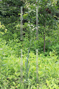 Picture of Eryngium yuccifolium 