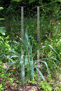 Picture of Eryngium yuccifolium 