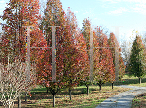 Picture of Pyrus calleryana 'Chanticleer'