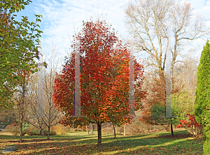 Picture of Acer rubrum 'Franksred (Red Sunset)'