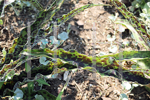 Picture of Manfreda undulata 'Mint Chocolate Chip'