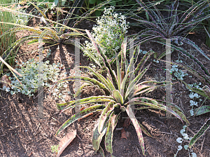 Picture of Manfreda undulata 'Cherry Chocolate Chip'