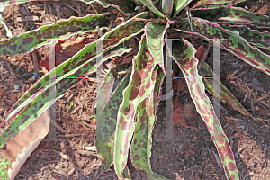 Picture of Manfreda undulata 'Cherry Chocolate Chip'