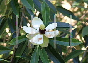 Picture of Manglietia yunnanensis 