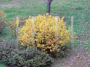 Picture of Clethra alnifolia 'Ruby Spice'