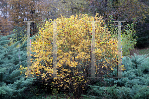 Picture of Clethra alnifolia 'Ruby Spice'