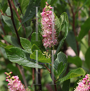 Picture of Clethra alnifolia 'Ruby Spice'