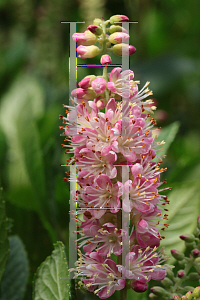 Picture of Clethra alnifolia 'Ruby Spice'