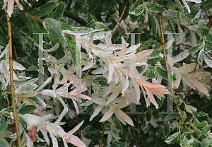 Picture of Salix integra 'Hakuro Nishiki'