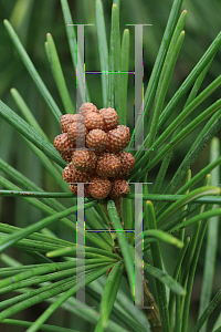 Picture of Sciadopitys verticillata 