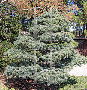 Picture of Pinus parviflora (Glauca Group) 'Glauca'